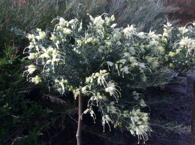 APII jpeg image of Grevillea lavandulacea 'Moonglow'  © contact APII