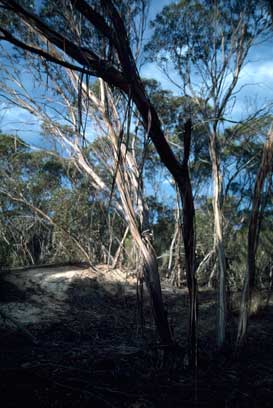 APII jpeg image of Eucalyptus incrassata  © contact APII