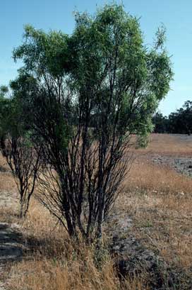 APII jpeg image of Pittosporum angustifolium  © contact APII