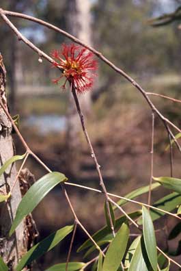 APII jpeg image of Asteromyrtus symphyocarpa  © contact APII