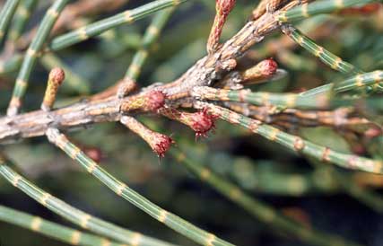 APII jpeg image of Allocasuarina  © contact APII