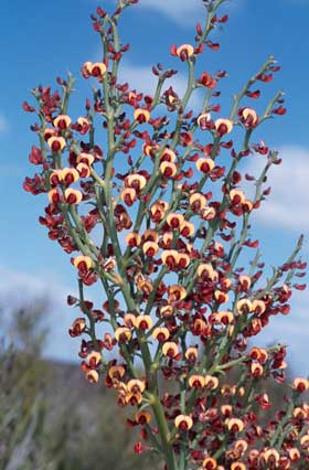 APII jpeg image of Daviesia brevifolia  © contact APII