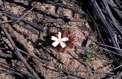 APII jpeg image of Drosera whittakeri subsp. aberrans  © contact APII