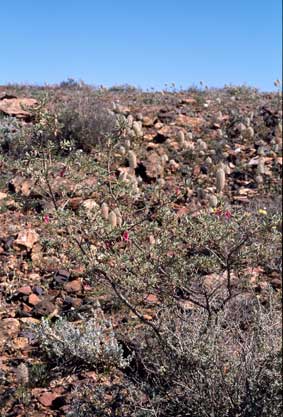 APII jpeg image of Eremophila latrobei subsp. latrobei  © contact APII