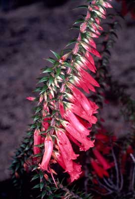 APII jpeg image of Epacris impressa  © contact APII