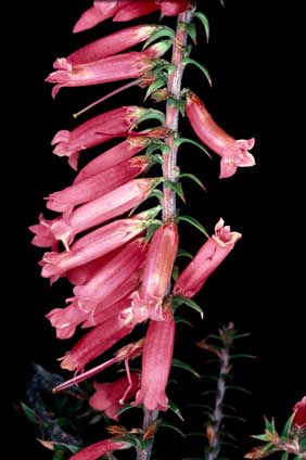 APII jpeg image of Epacris impressa  © contact APII