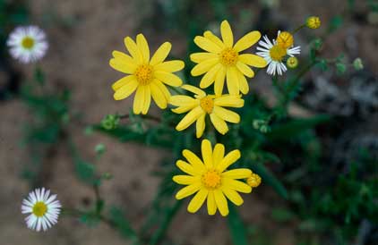 APII jpeg image of Senecio  © contact APII