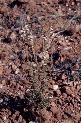 APII jpeg image of Buchnera ramosissima  © contact APII