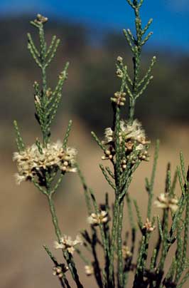 APII jpeg image of Melaleuca foliolosa  © contact APII