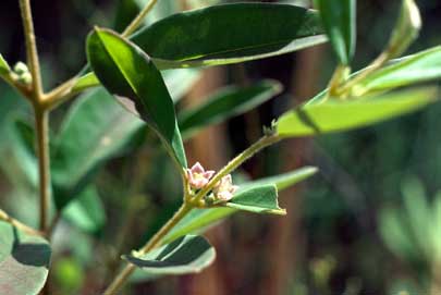 APII jpeg image of Boronia lanceolata  © contact APII