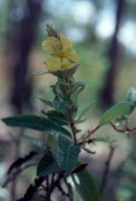 APII jpeg image of Hibbertia brownii  © contact APII