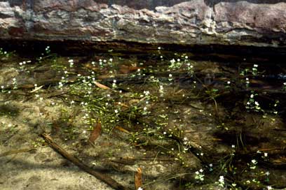 APII jpeg image of Nymphoides furculifolia  © contact APII