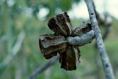 APII jpeg image of Eucalyptus miniata  © contact APII