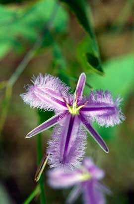 APII jpeg image of Thysanotus banksii  © contact APII