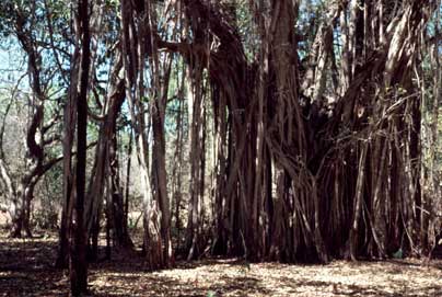 APII jpeg image of Ficus virens var. virens  © contact APII