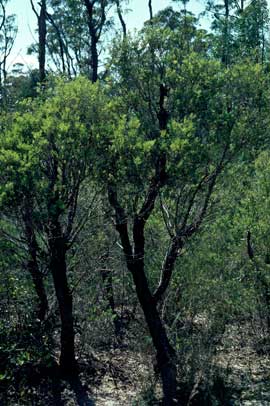 APII jpeg image of Melaleuca groveana  © contact APII