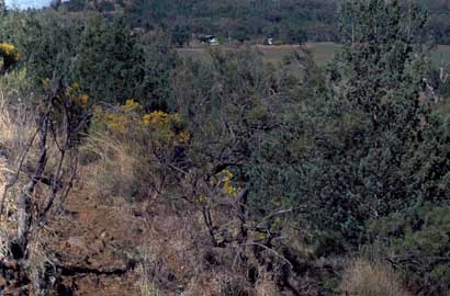 APII jpeg image of Hakea pulvinifera  © contact APII