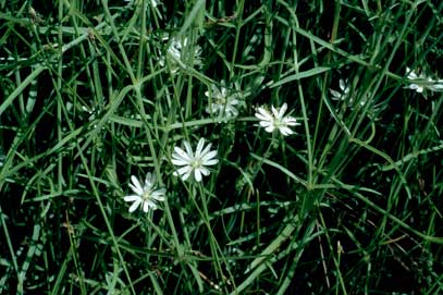 APII jpeg image of Stellaria angustifolia  © contact APII