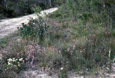 APII jpeg image of Kunzea capitata  © contact APII