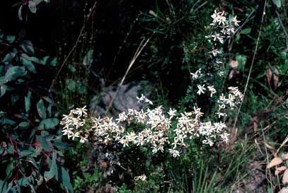 APII jpeg image of Olearia erubescens  © contact APII