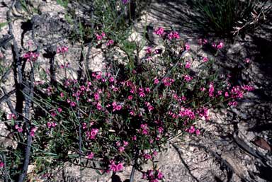 APII jpeg image of Mirbelia rubiifolia  © contact APII