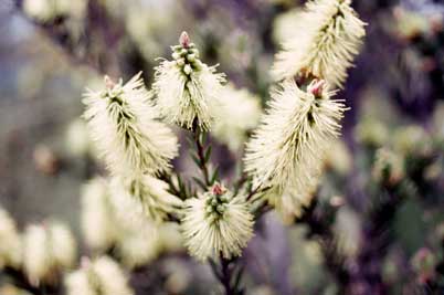 APII jpeg image of Callistemon viridiflorus  © contact APII