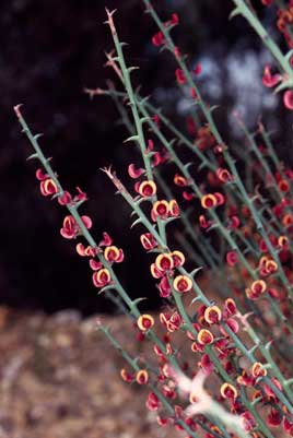 APII jpeg image of Daviesia decurrens subsp. hamata  © contact APII