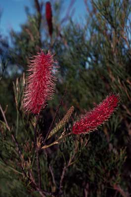 APII jpeg image of Grevillea petrophiloides subsp. petrophiloides  © contact APII