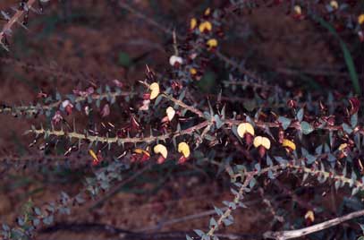 APII jpeg image of Daviesia cardiophylla  © contact APII