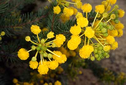 APII jpeg image of Acacia rossei  © contact APII