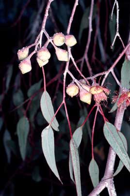 APII jpeg image of Eucalyptus caesia subsp. magna  © contact APII