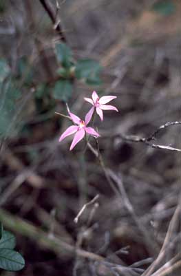 APII jpeg image of Caladenia latifolia  © contact APII