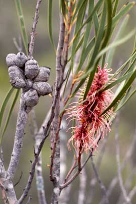 APII jpeg image of Hakea multilineata  © contact APII