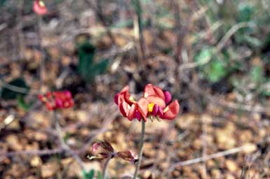 APII jpeg image of Kennedia coccinea  © contact APII