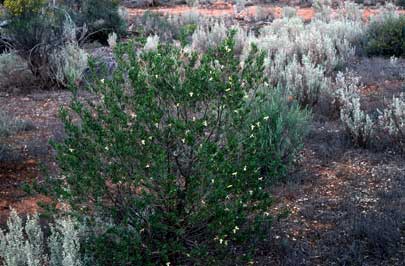 APII jpeg image of Eremophila alternifolia  © contact APII