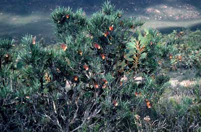 APII jpeg image of Grevillea concinna subsp. lemanniana  © contact APII