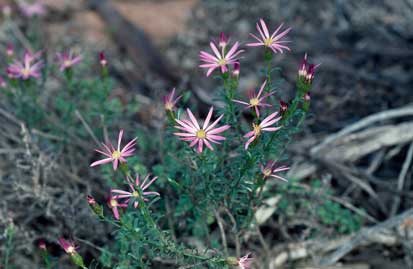 APII jpeg image of Olearia magniflora  © contact APII