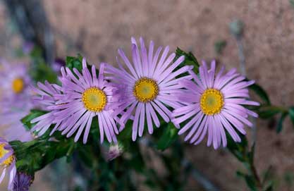 APII jpeg image of Olearia pimeleoides  © contact APII