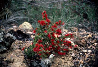 APII jpeg image of Beaufortia cyrtodonta  © contact APII