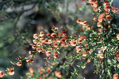 APII jpeg image of Daviesia trigonophylla  © contact APII