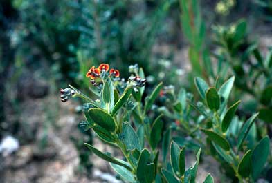 APII jpeg image of Daviesia ovata  © contact APII