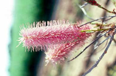 APII jpeg image of Grevillea petrophiloides subsp. petrophiloides  © contact APII