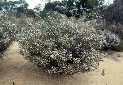 APII jpeg image of Malleostemon roseus  © contact APII