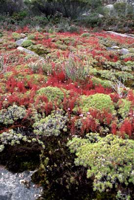 APII jpeg image of Borya nitida,<br/>Drosera  © contact APII