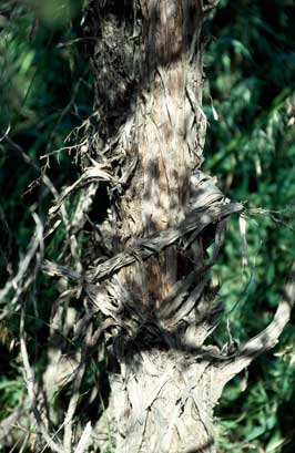 APII jpeg image of Leptospermum nitens  © contact APII