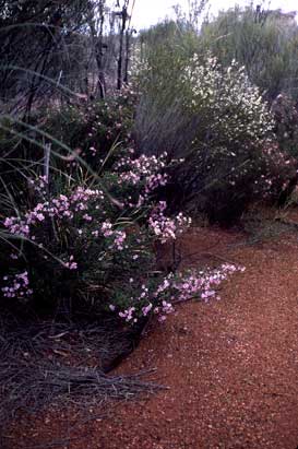 APII jpeg image of Baeckea crassifolia,<br/>Aluta appressa  © contact APII