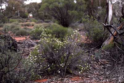 APII jpeg image of Olearia muelleri  © contact APII