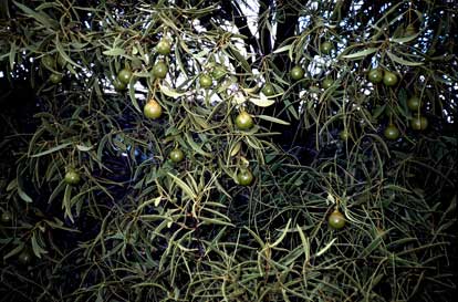 APII jpeg image of Santalum acuminatum  © contact APII