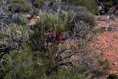 APII jpeg image of Eremophila latrobei subsp. latrobei  © contact APII