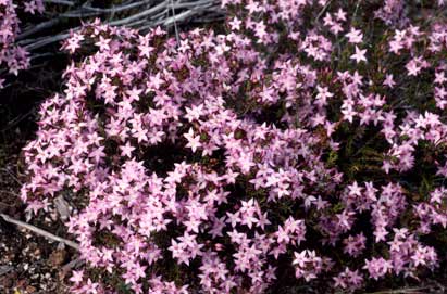 APII jpeg image of Calytrix glutinosa  © contact APII